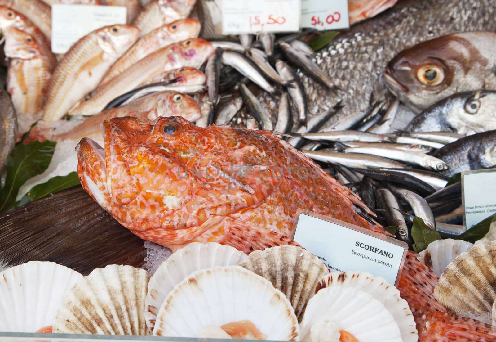 Fresh fish and clams in a market in Milan