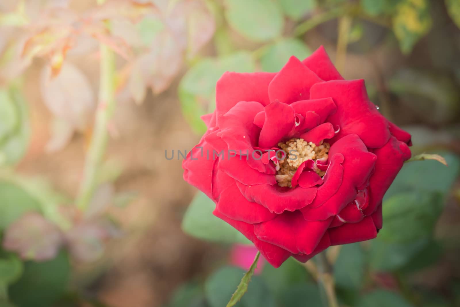 Roses in the garden, Roses are beautiful with a beautiful sunny day.