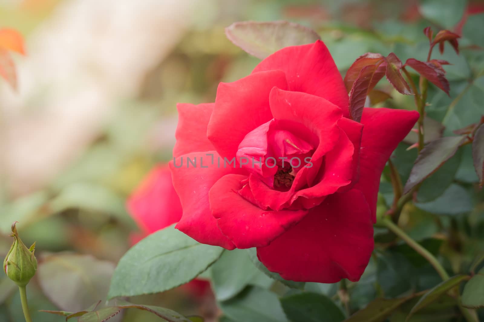 Roses in the garden, Roses are beautiful with a beautiful sunny day.