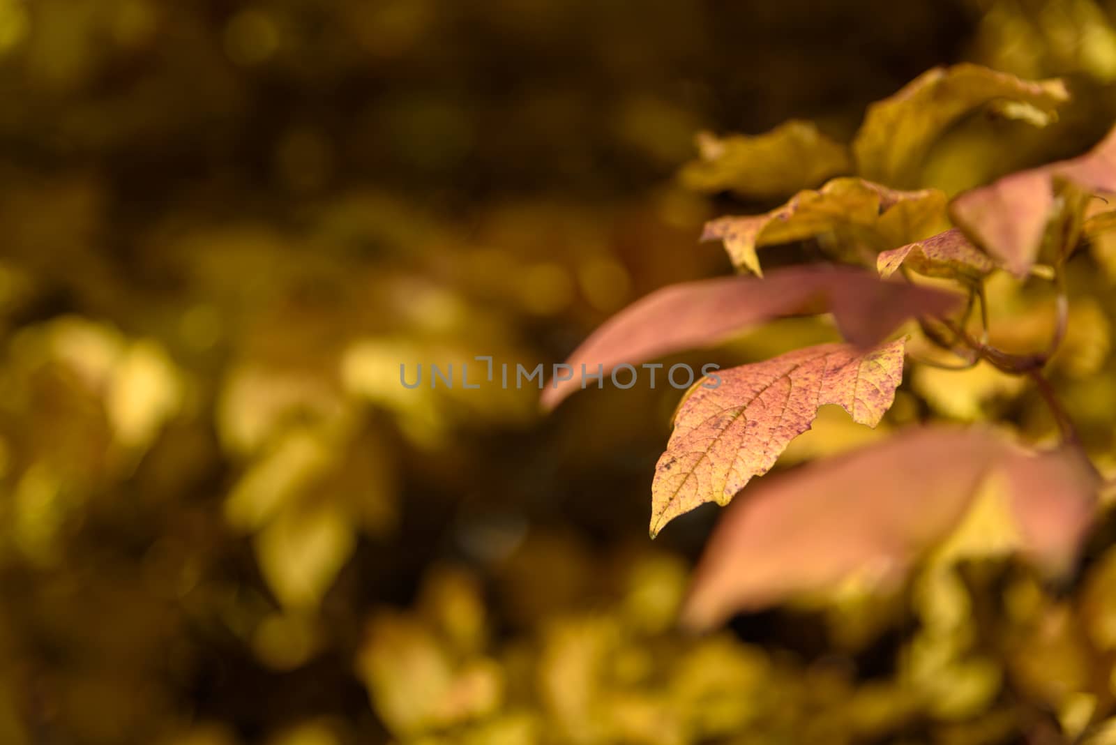 Branch of autumn yellow leaves closeup by WolfWilhelm