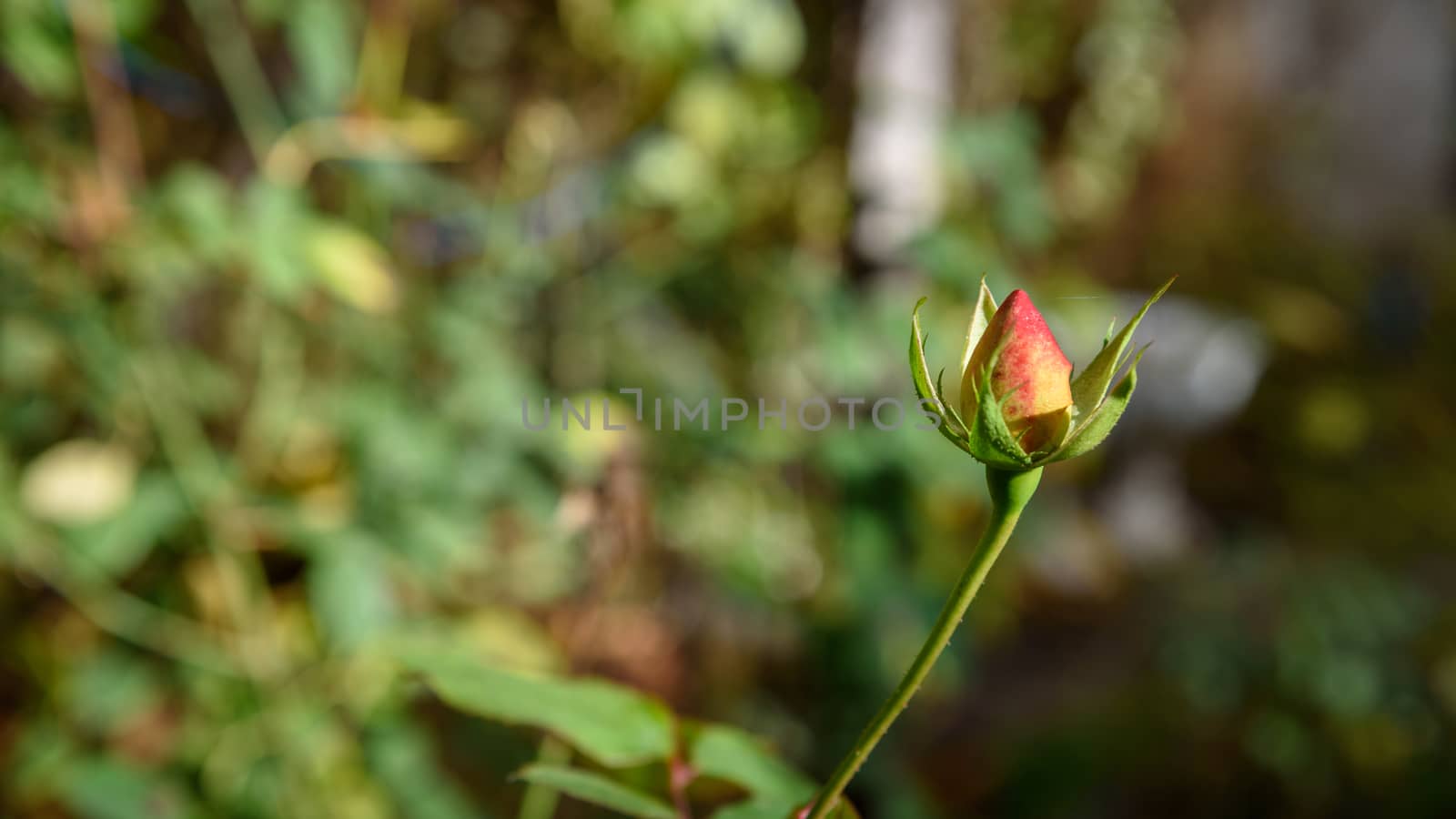 Little Rose Bud in the garden closeup