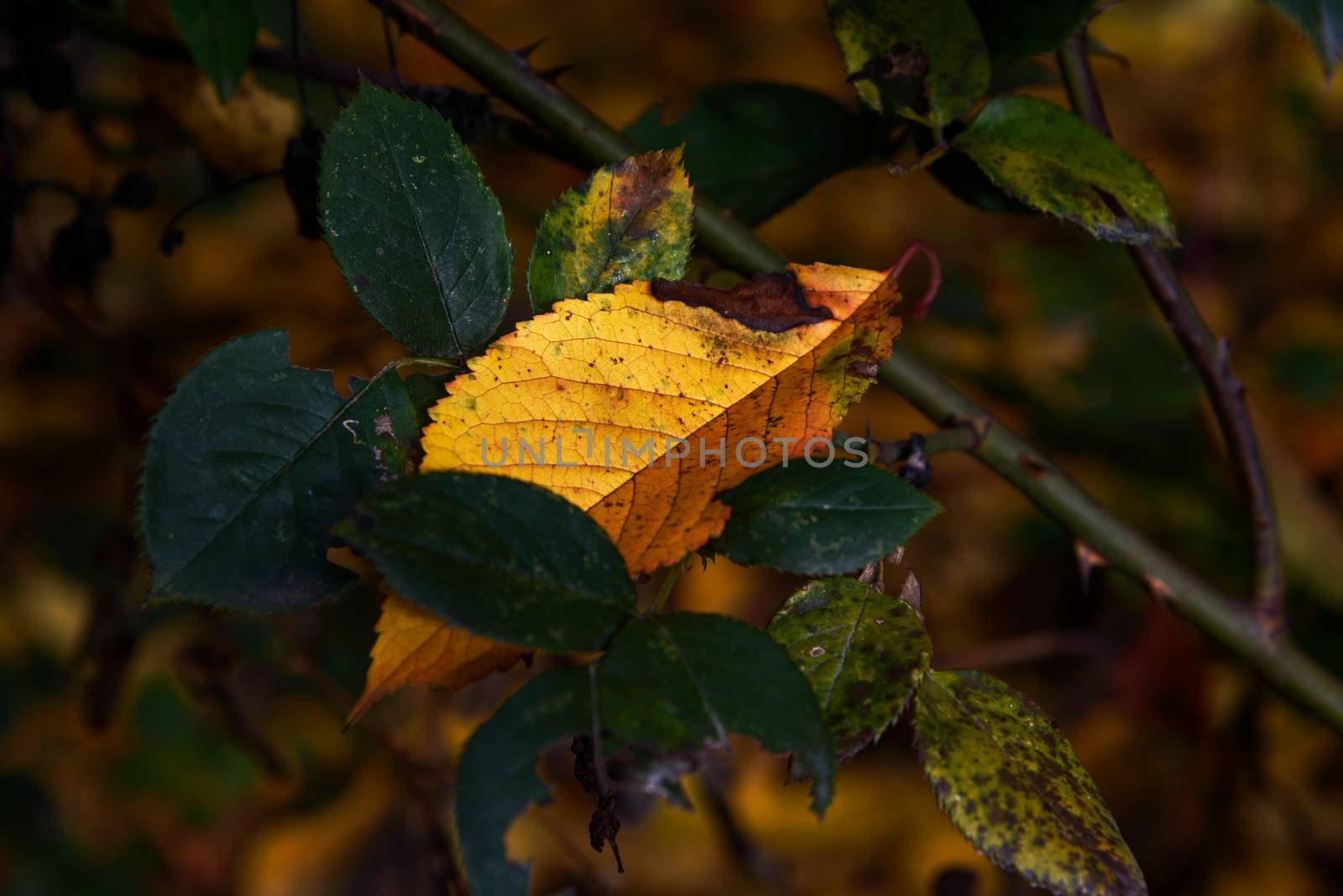Yellow lonely cherry leaf closeup