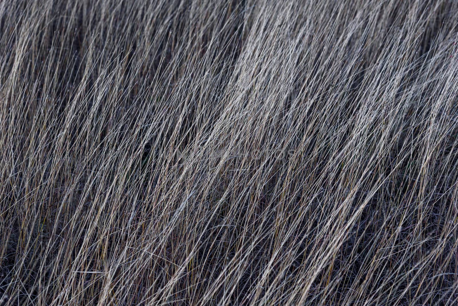Dry grass texture background
