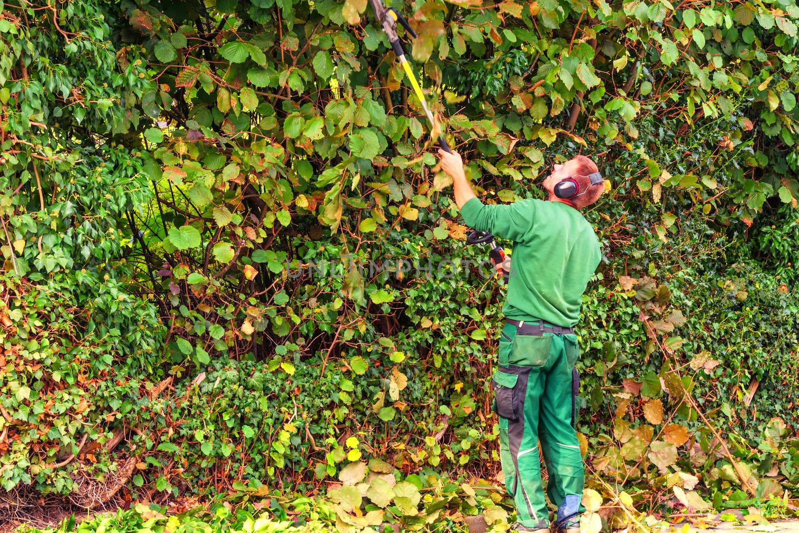 Cutting a hedge with a hedge trimmer motor.