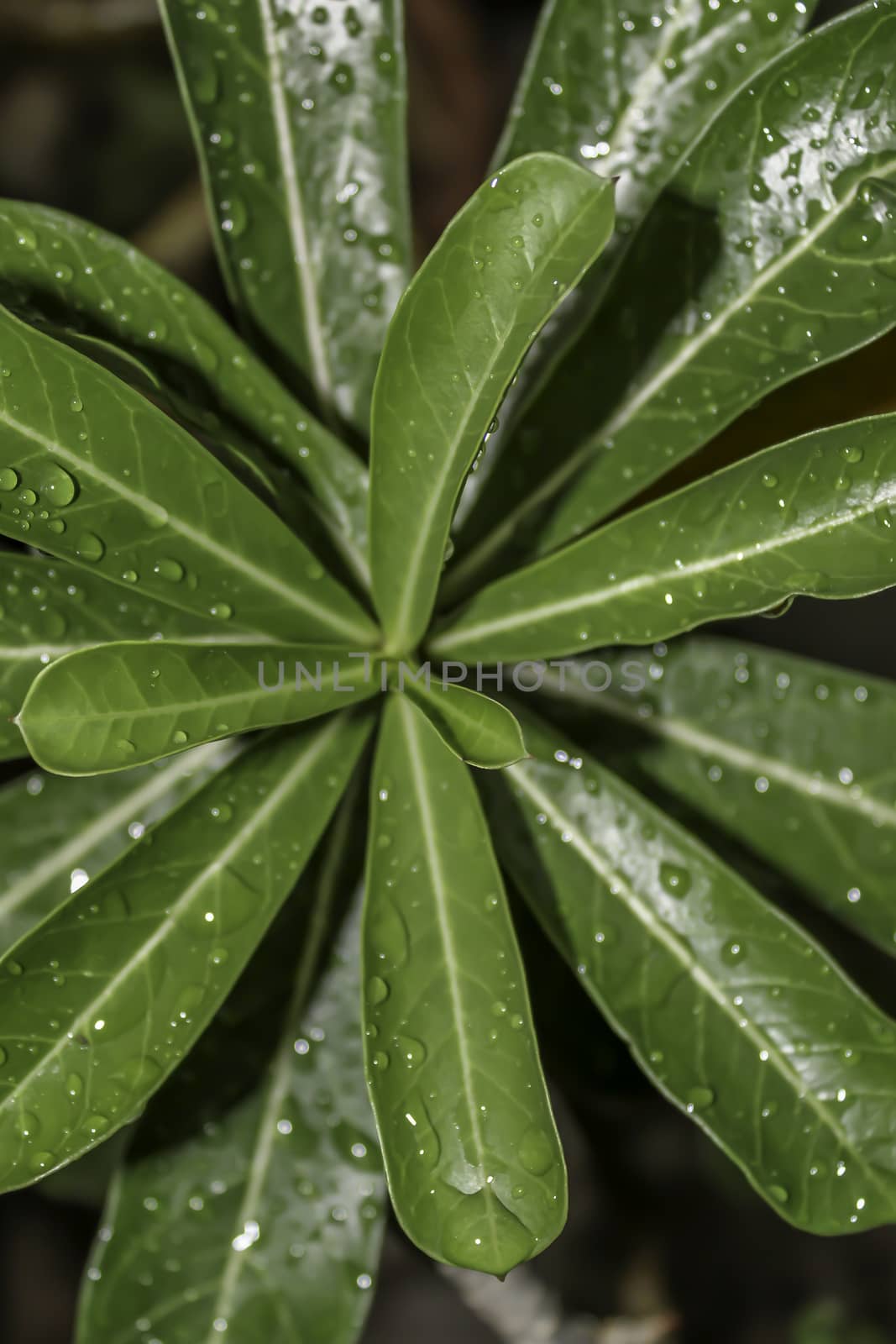 Plant Leaf with water drops. Wet leaves after rain. The dew on the leaves. Beautiful natural background.