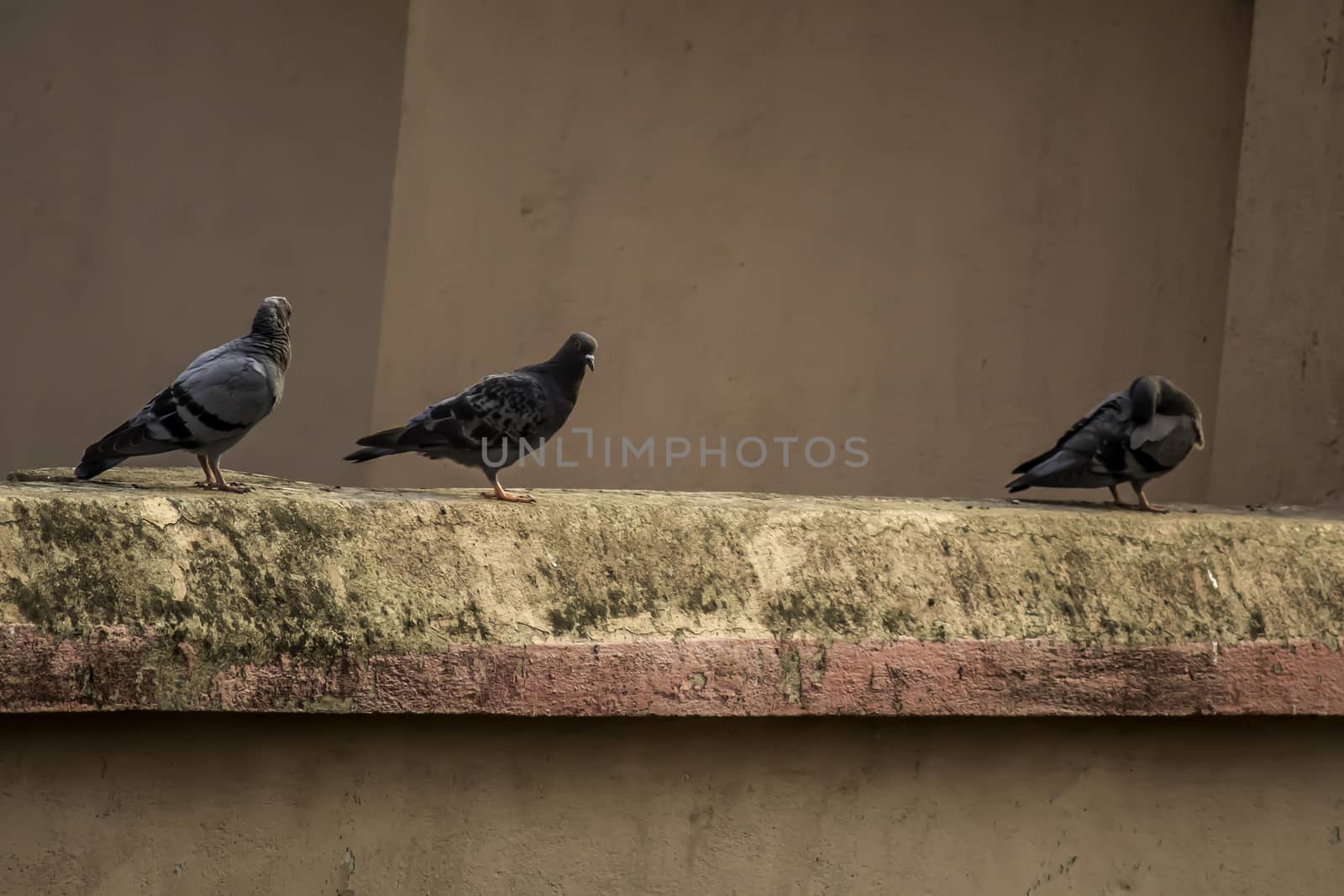 Feral pigeon on roof of building. Gray doves sitting on a wall.