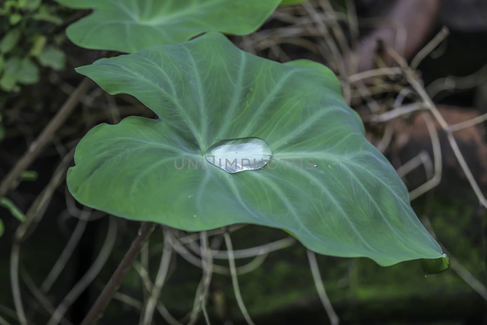 Plant Leaf with water drops. Wet leaves after rain. The dew on the leaves. Beautiful natural background.