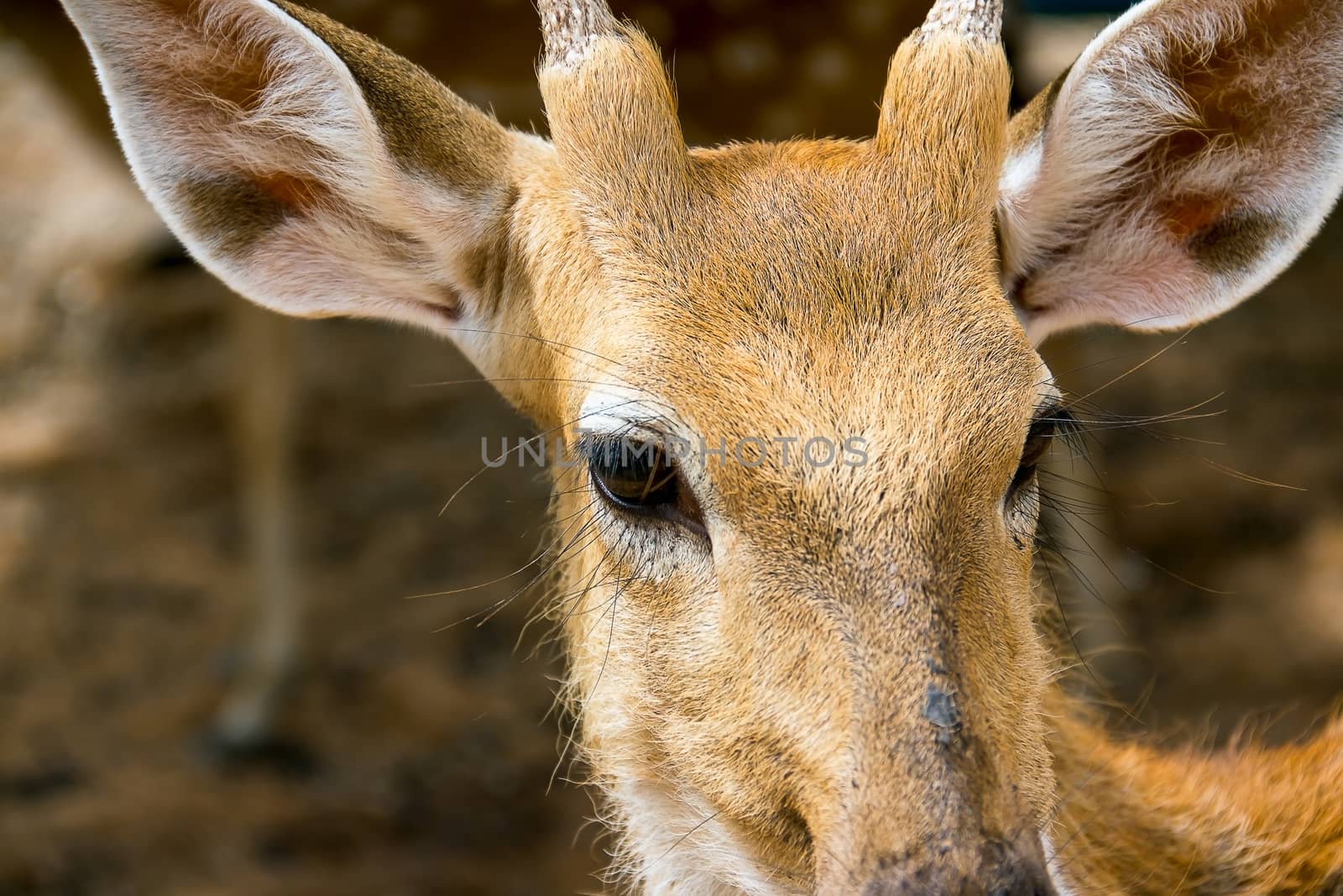 Brown Deer Standing eye looking for