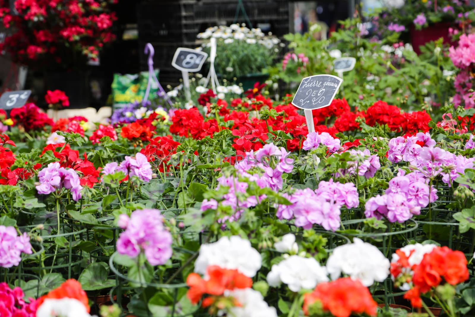 Flowers from the flower shop at the market in Lille