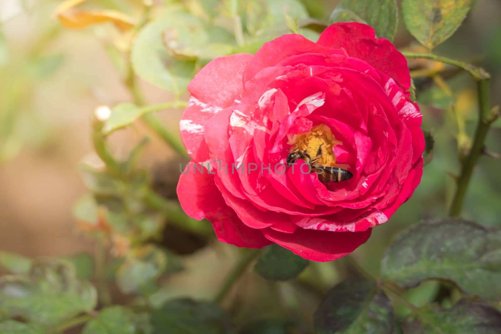 Roses in the garden, Roses are beautiful with a beautiful sunny day.