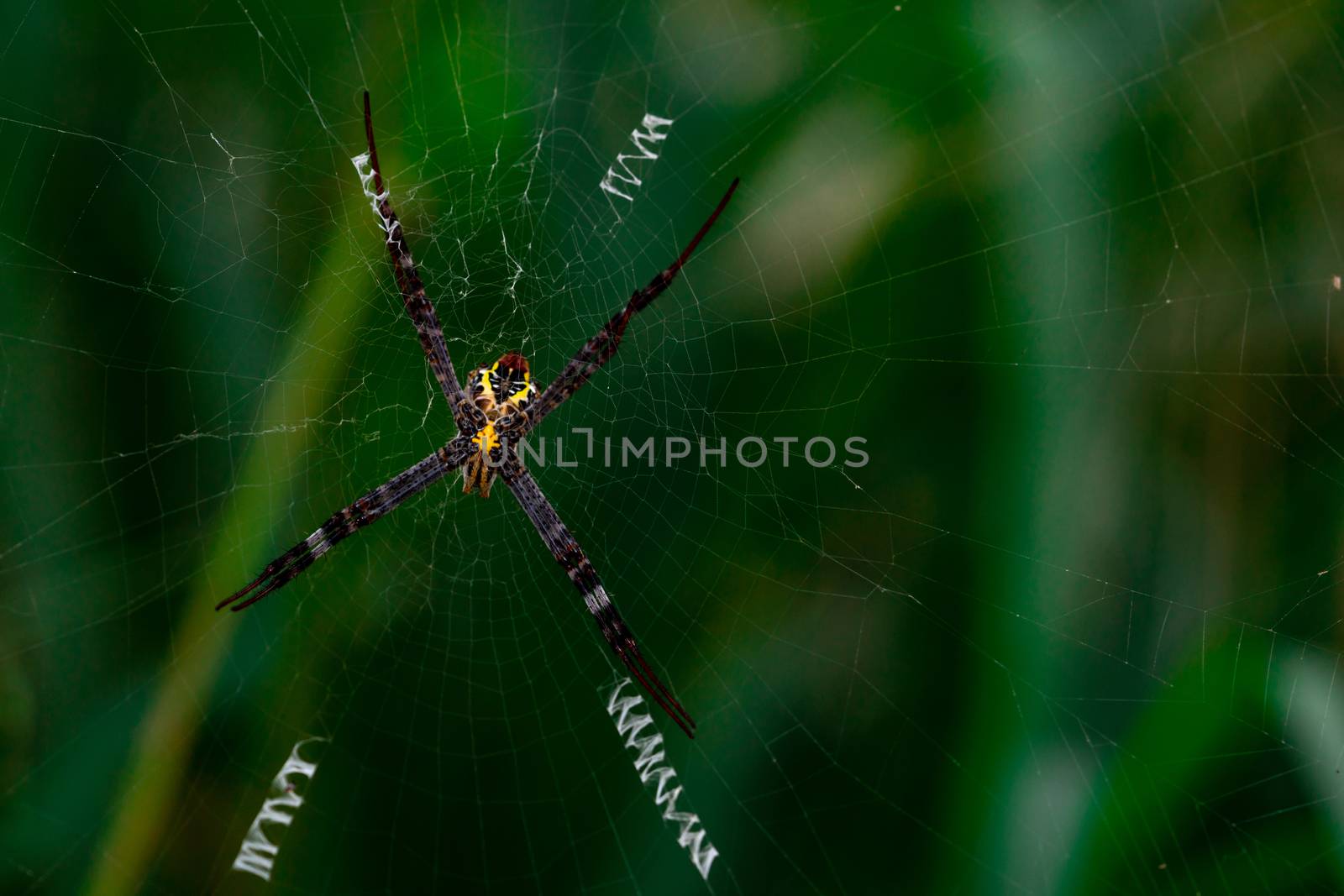 Macro shot of spider hanging on spider web on blurred green background.