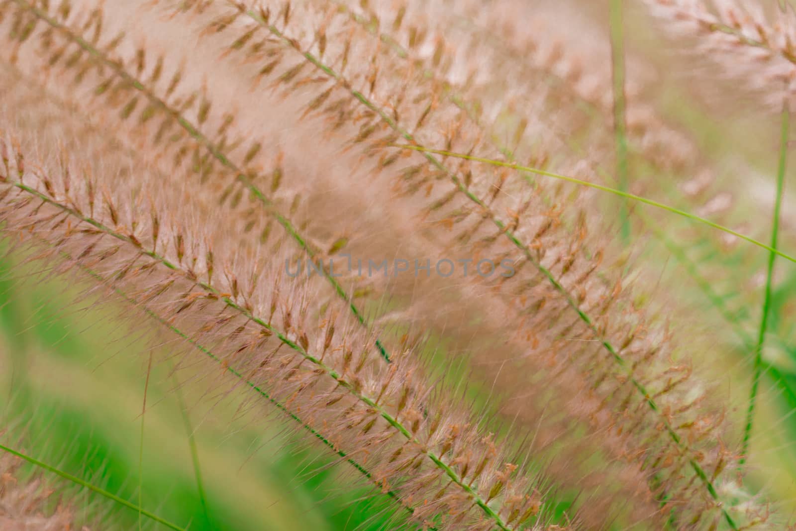 Macro shot detail of beautiful grass flower on blurred green leaves. Background for love peaceful and happy life concept. Use for advertising and promote of organic life and product background