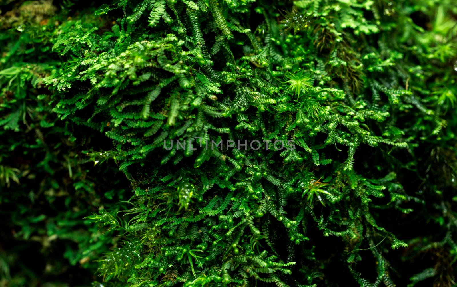 Macro shot detail of mosses cover with dense on dead tree. Green environment, nature, ecology, biodiversity concept. Natural background by Fahroni
