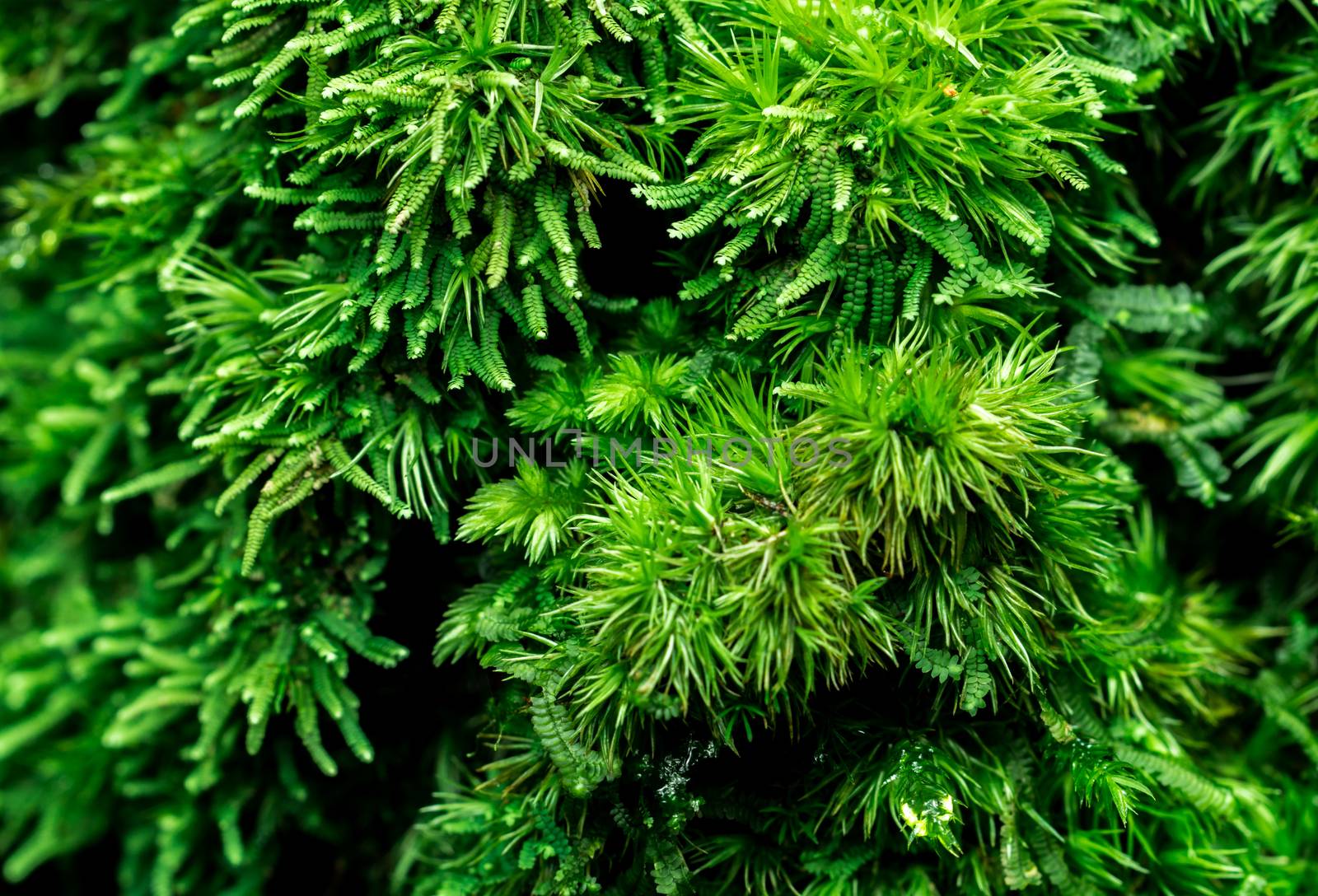 Macro shot detail of mosses cover with dense on dead tree. Green environment, nature, ecology, biodiversity concept. Natural background