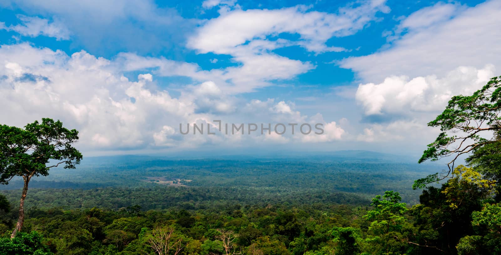 Beautiful view of tropical forest at Khao Yai national park in Thailand. World heritage. Green dense tall trees on the mountain and blue sky and cumulus clouds. by Fahroni