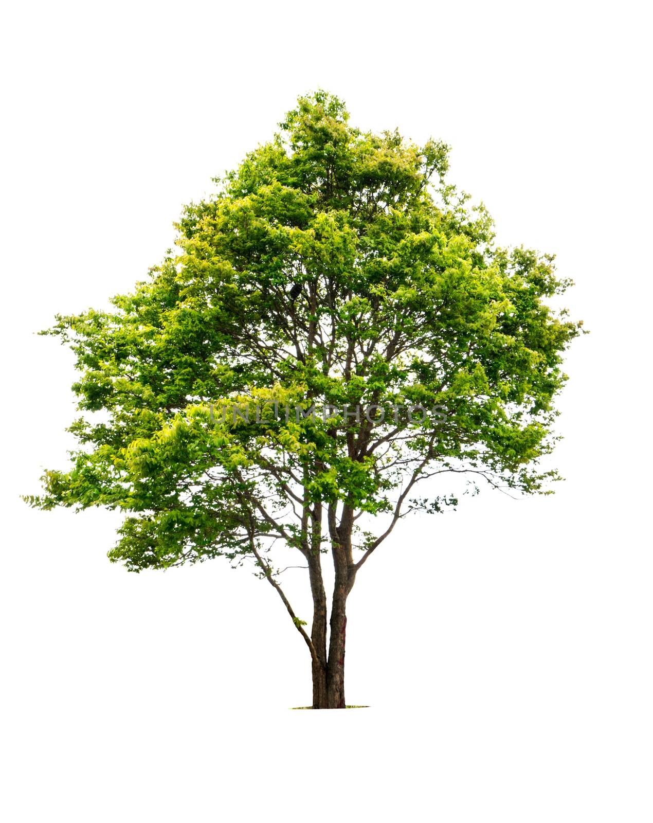 Fresh green deciduous trees isolated on white background with copy space