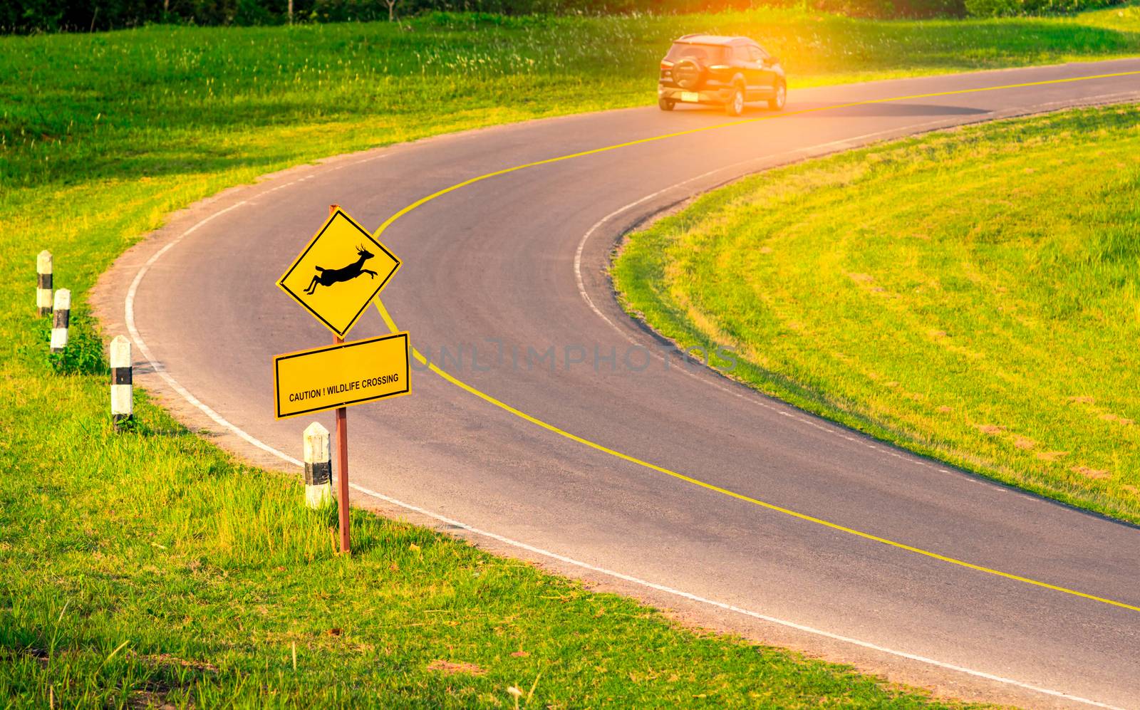 Black SUV car of the tourist driving with caution during travel at curve asphalt road near yellow traffic sign with deer jumping inside the sign and have message "caution wildlife crossing" by Fahroni
