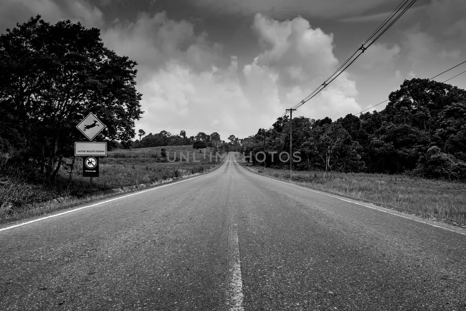 Endless straight road running through the forest with scenery of grass field and trees with cumulus clouds and sky in black and white scene. Death background by Fahroni