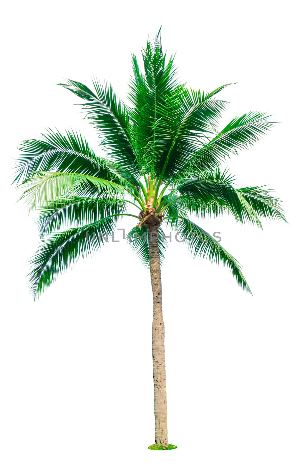 Coconut tree isolated on white background with copy space. Used for advertising decorative architecture. Summer and beach concept. Tropical palm tree. by Fahroni