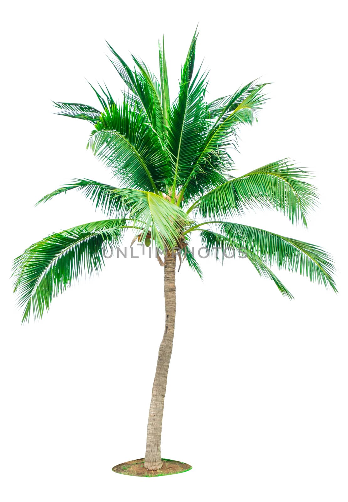 Coconut tree isolated on white background with copy space. Used for advertising decorative architecture. Summer and beach concept. Tropical palm tree.