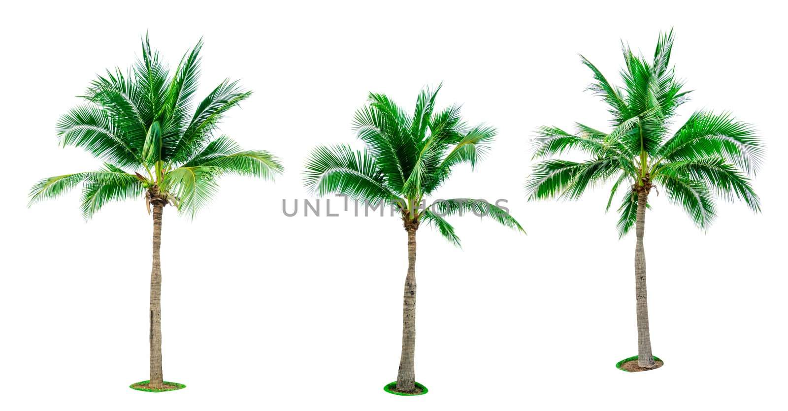 Set of coconut tree isolated on white background used for advertising decorative architecture. Summer and beach concept. Tropical palm tree. by Fahroni