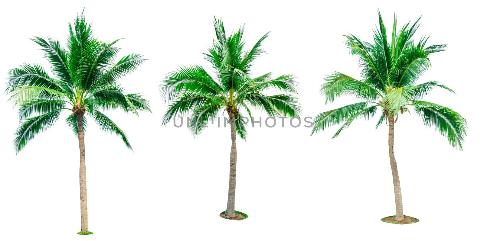 Set of coconut tree isolated on white background used for advertising decorative architecture. Summer and beach concept. Tropical palm tree.