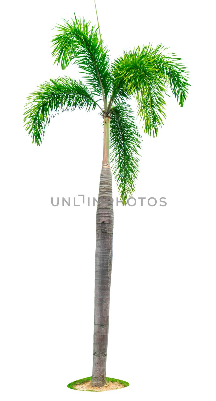 Manila palm, Christmas palm tree ( Veitchia merrillii ) isolated on white background with copy space. Used for advertising decorative architecture. Summer and beach concept. by Fahroni