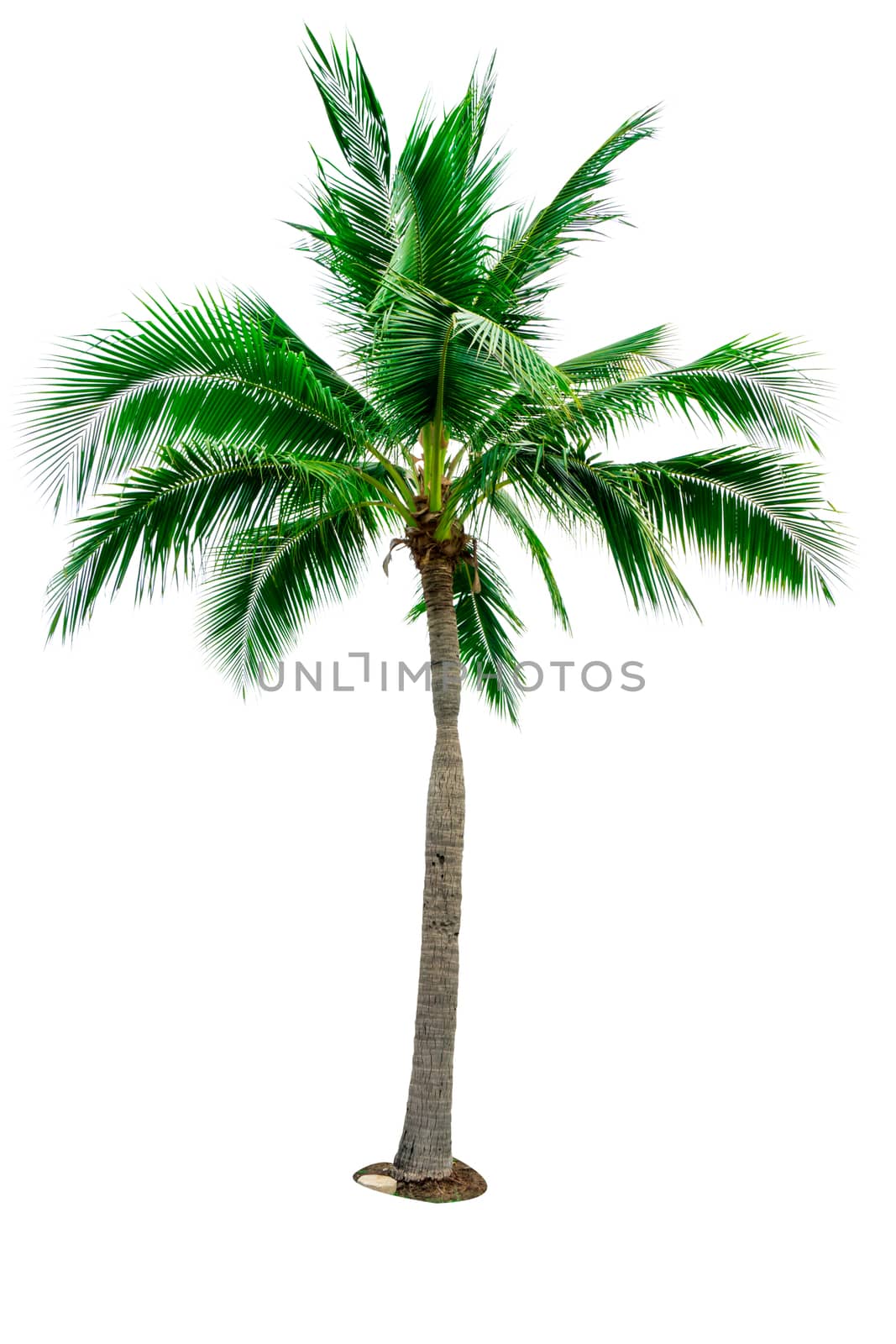 Coconut tree isolated on white background with copy space. Used for advertising decorative architecture. Summer and beach concept. Tropical palm tree. by Fahroni