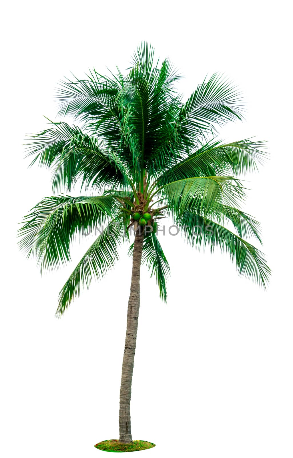 Coconut tree isolated on white background with copy space. Used for advertising decorative architecture. Summer and beach concept. Tropical palm tree. by Fahroni