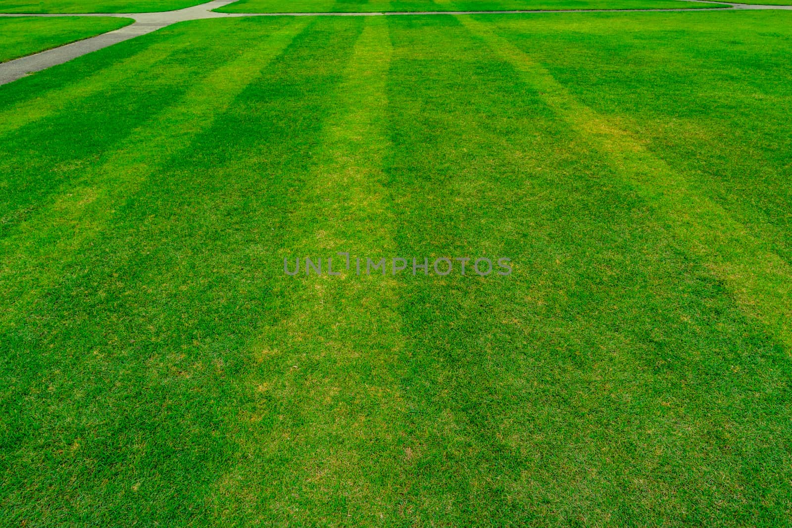 Green grass field with line pattern texture background and walkway. Natural green grass. by Fahroni