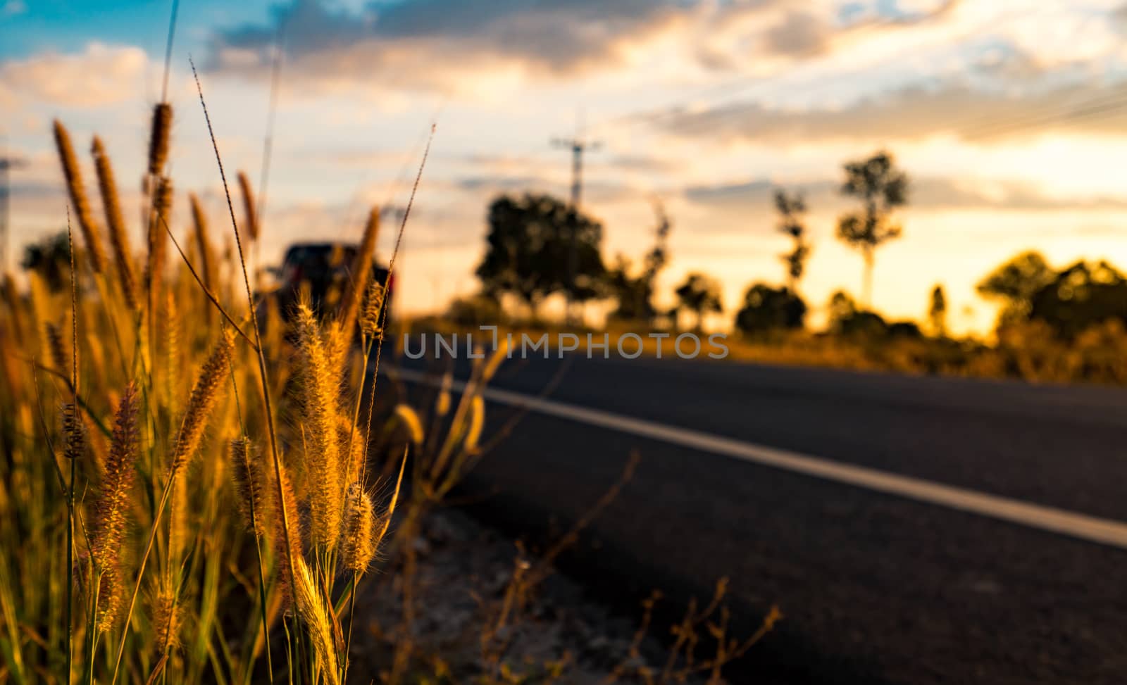 Flower of grass with blurred background of asphalt road, blue sky, white clouds and electric pole at countryside in Thailand