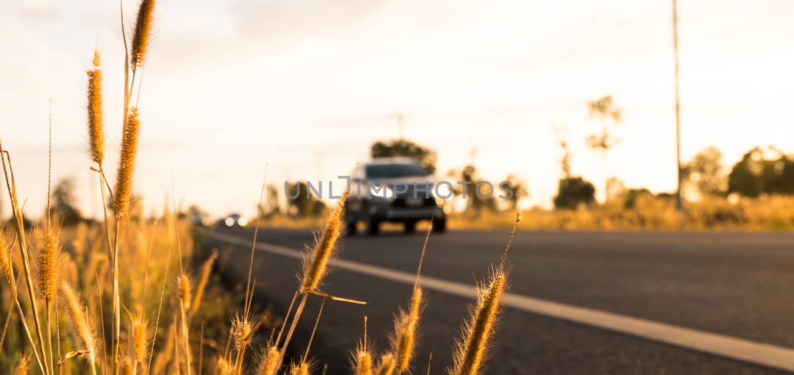 Flower of grass with blurred background of car and asphalt road, blue sky, white clouds and electric pole at countryside by Fahroni