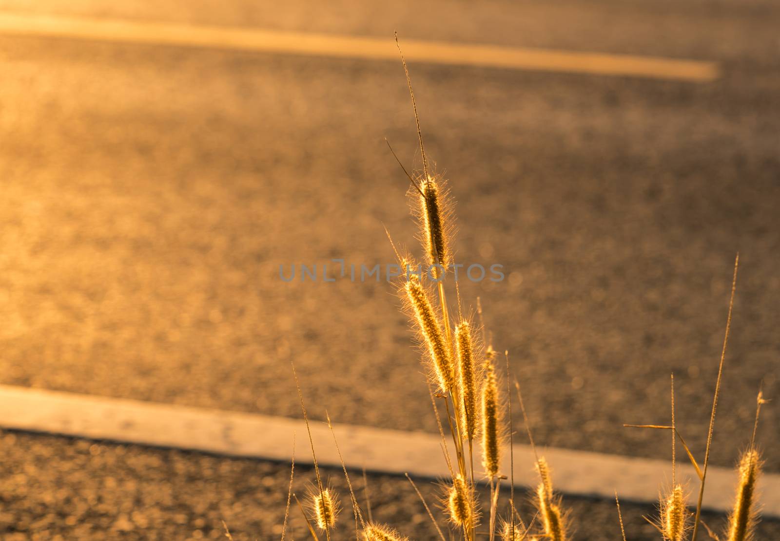 Flower of grass beside the way of asphalt road with white line traffic sign and morning warm light by Fahroni