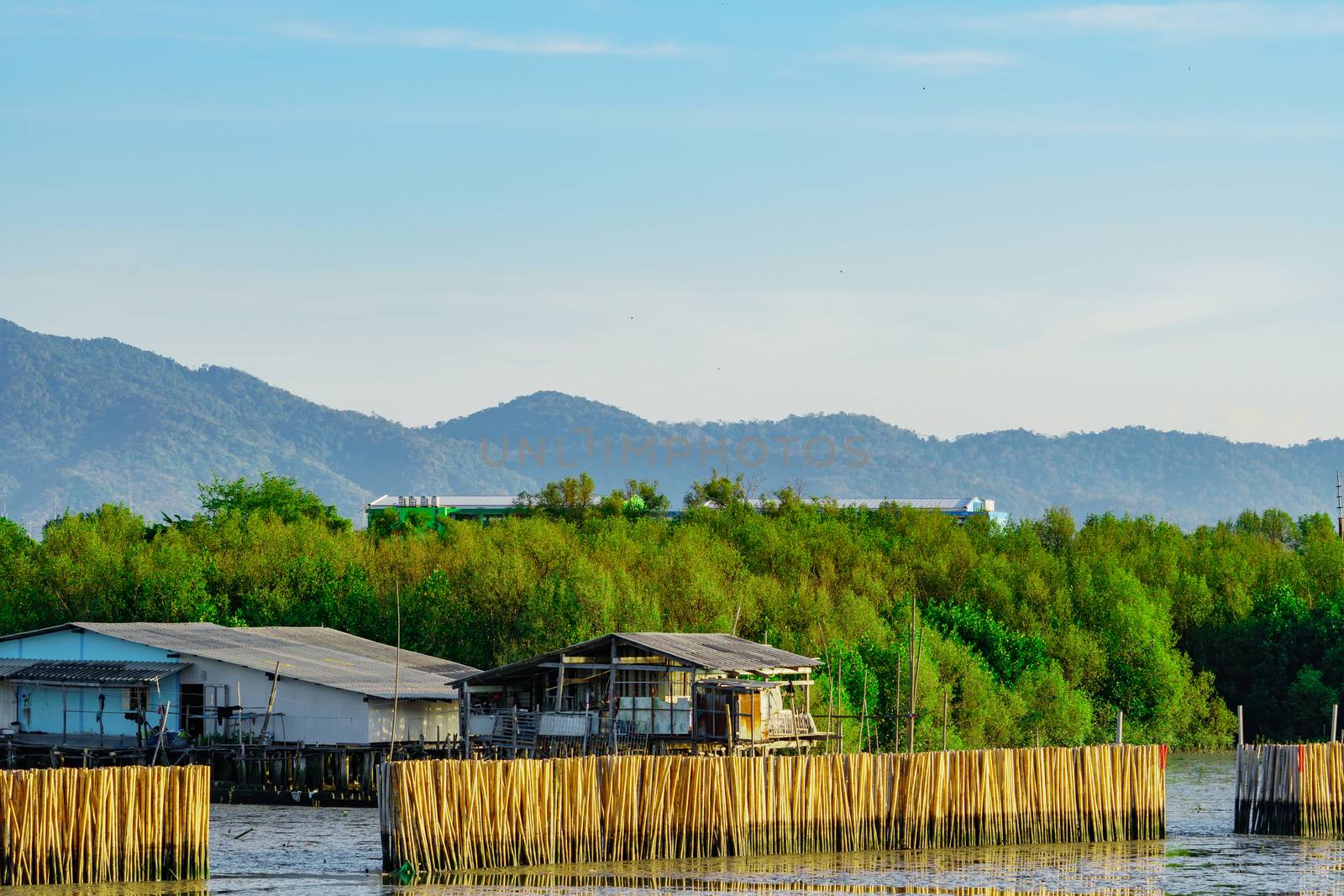 Wave protection fence made from dry bamboos at mangrove forest in the sea to avoid coast erosion. Fishing village in mangrove forest in front of the mountain by Fahroni
