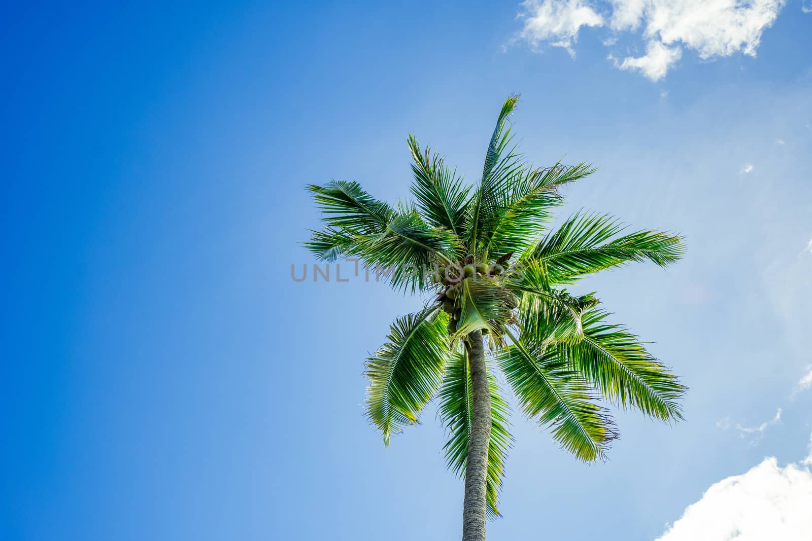 Coconut tree on blue sky and clouds background. Summer and beach concept.