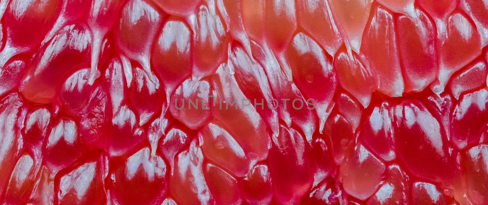 Macro shot of red pomelo pulp texture background. Thailand Siam ruby pomelo fruit. Natural source of vitamin C (antioxidants) and potassium. Healthy food for slow down aging by Fahroni