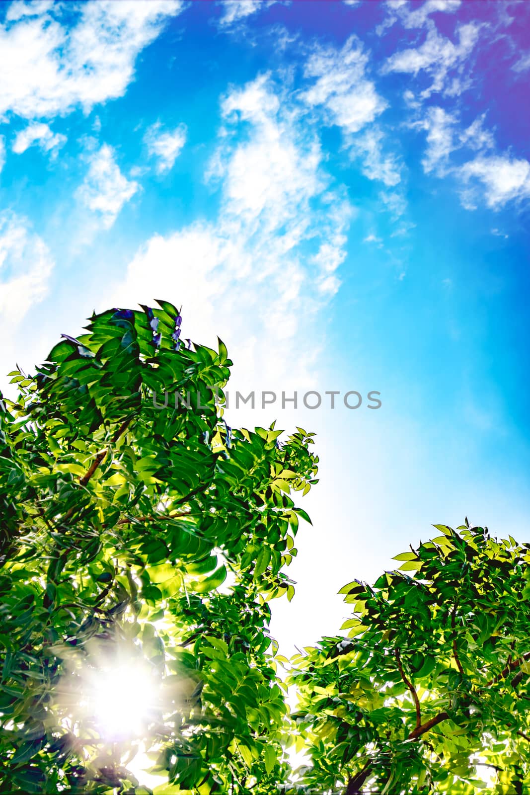 Green leaves with sunshine and beautiful blue sky and white clouds background with copy space for text. by Fahroni