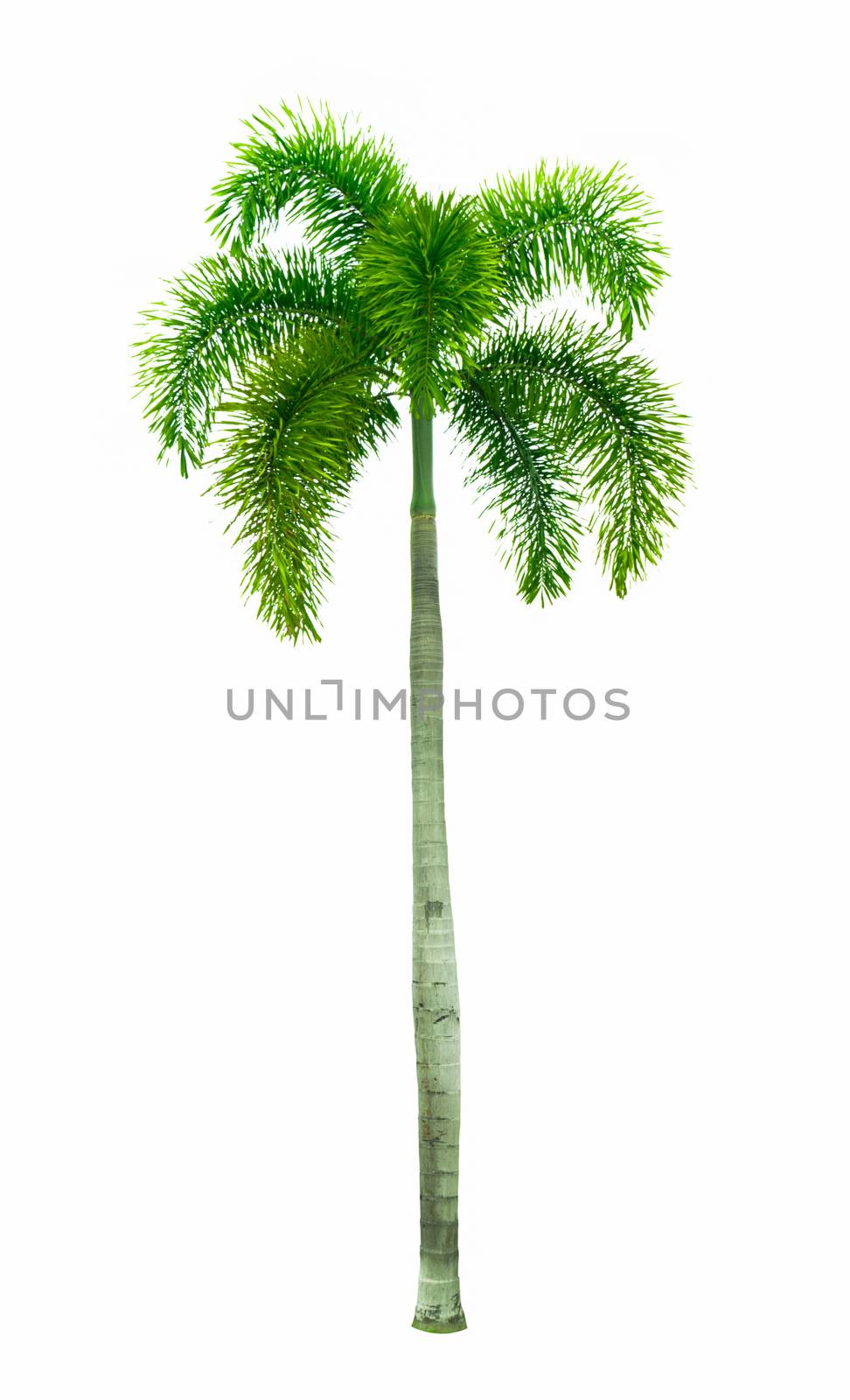 Manila palm, Christmas palm tree ( Veitchia merrillii (Becc.) H.E. Moore ) isolated on white background. used for advertising decorative architecture. Summer and beach concept. by Fahroni