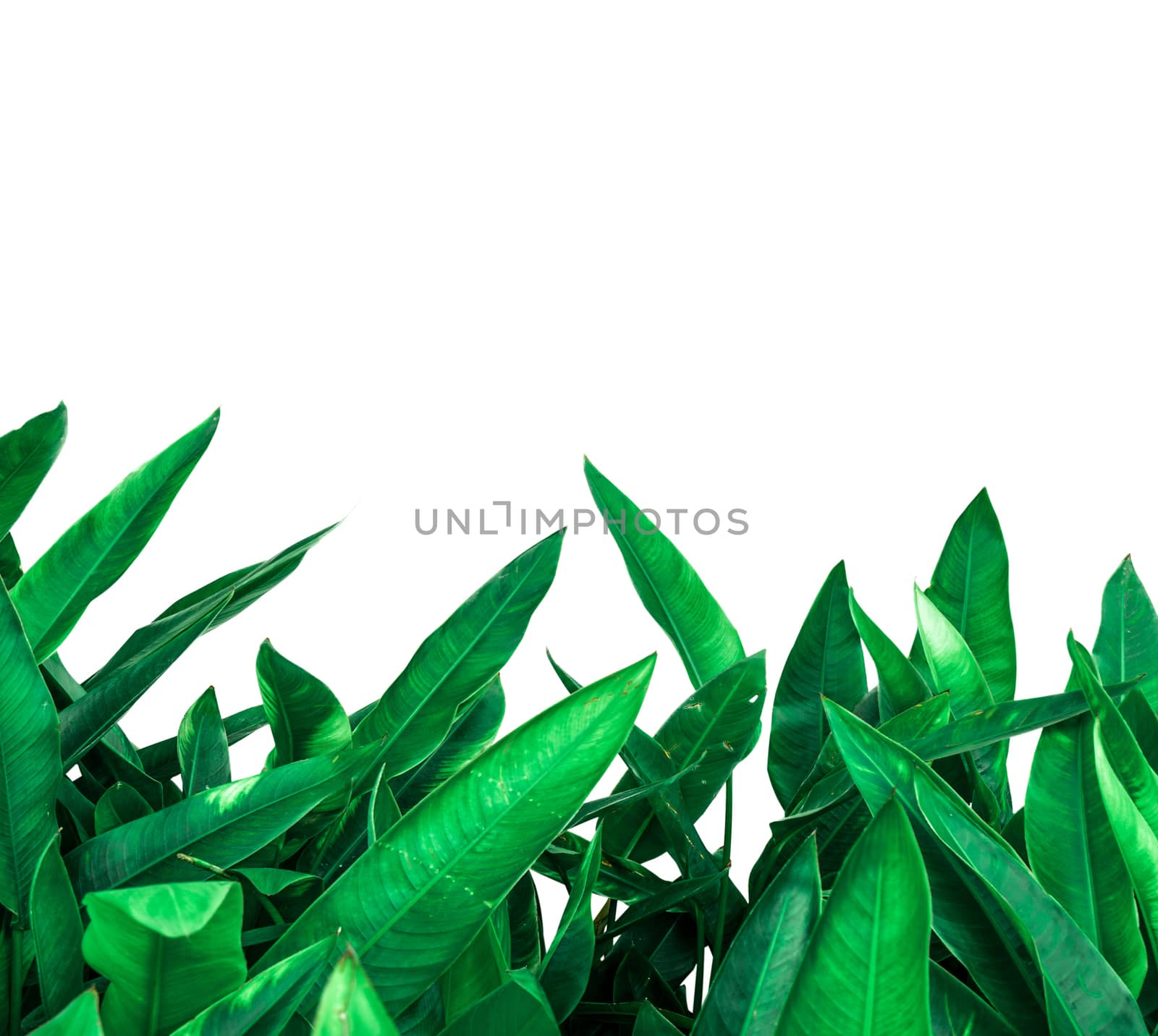 Green leaves background isolated on white background with copy space for picture or text. Organic cosmetic product background. Natural green leaves. by Fahroni