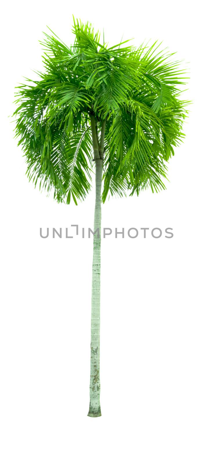 Manila palm, Christmas palm tree ( Veitchia merrillii (Becc.) H.E. Moore ) isolated on white background. used for advertising decorative architecture. Summer and beach concept.