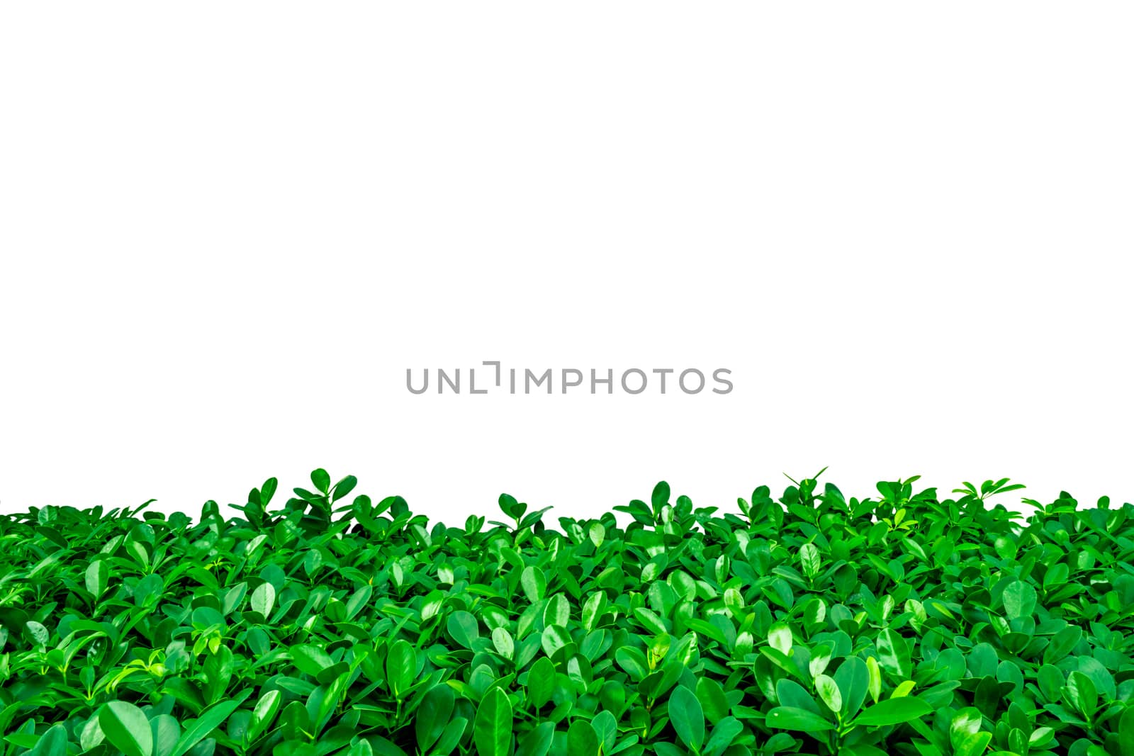 Green leaves on white background with copy space for text and picture, just add your own text. Use for advertising design brochure organic or beauty and cosmetic products