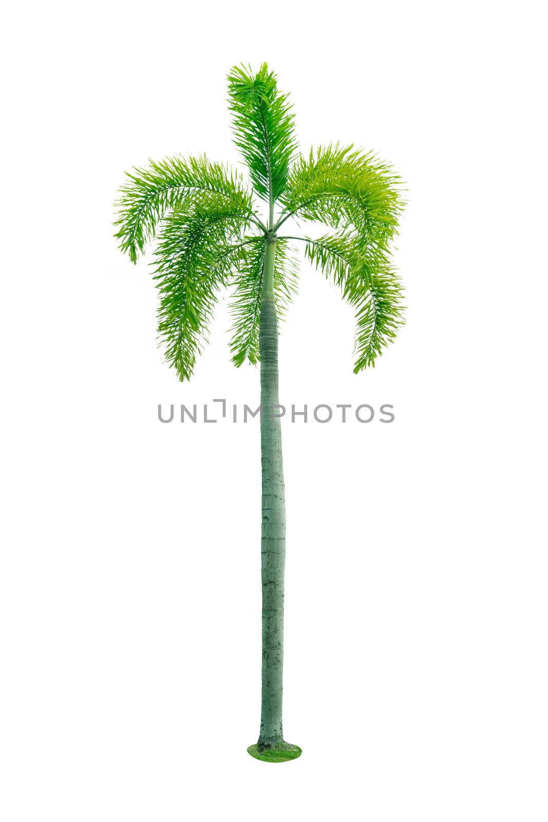 Manila palm, Christmas palm tree ( Veitchia merrillii ) isolated on white background. used for advertising decorative architecture. Summer and beach concept.