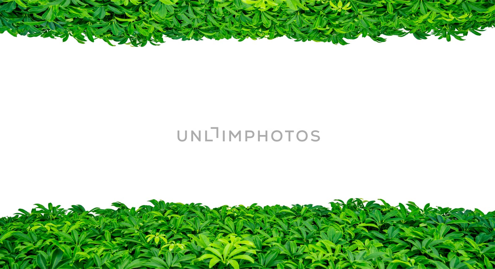 Green leaves on white background with copy space for text and picture, just add your own text. Use for advertising design brochure organic or beauty and cosmetic products by Fahroni