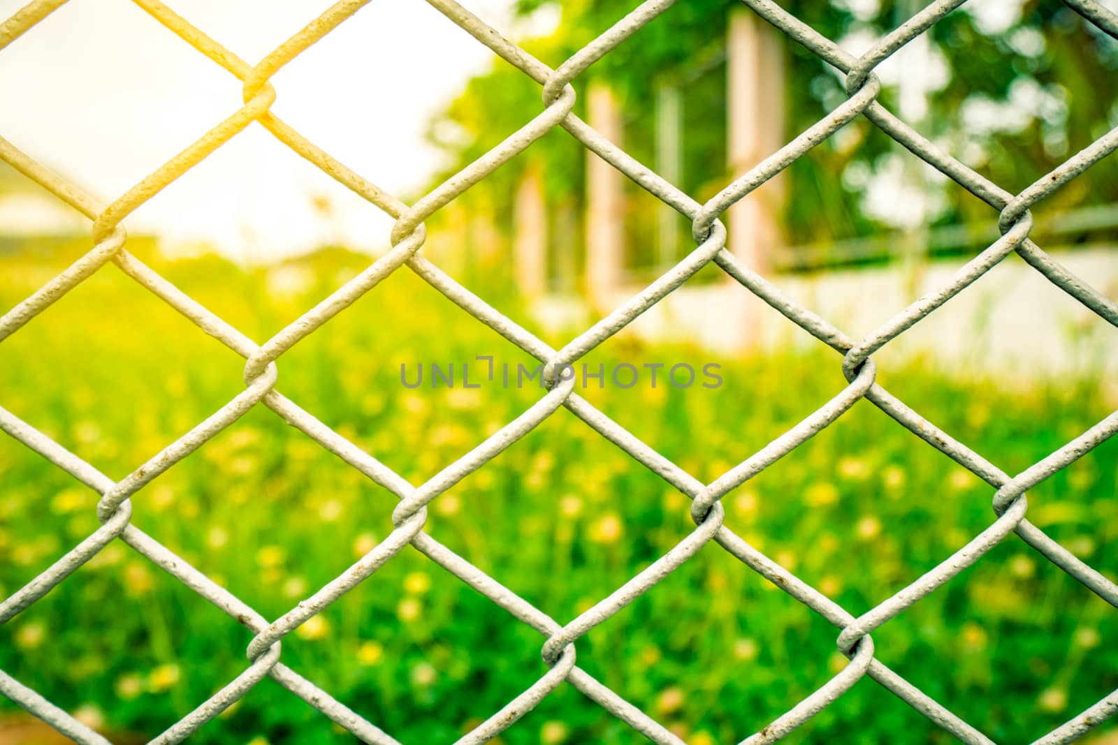 The fence mesh netting on blurred yellow flower field as the background with flare light. Green grass field.