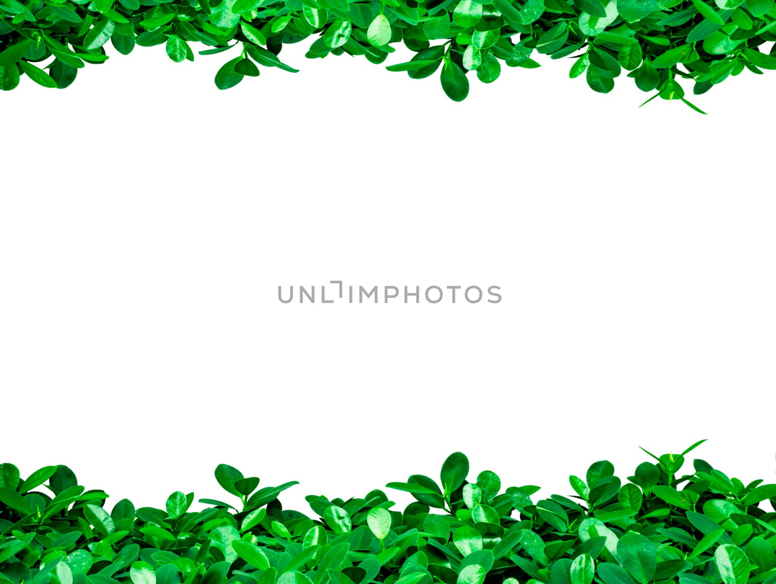 Green leaves on white background with copy space for text and picture, just add your own text. Use for advertising design brochure organic or beauty and cosmetic products