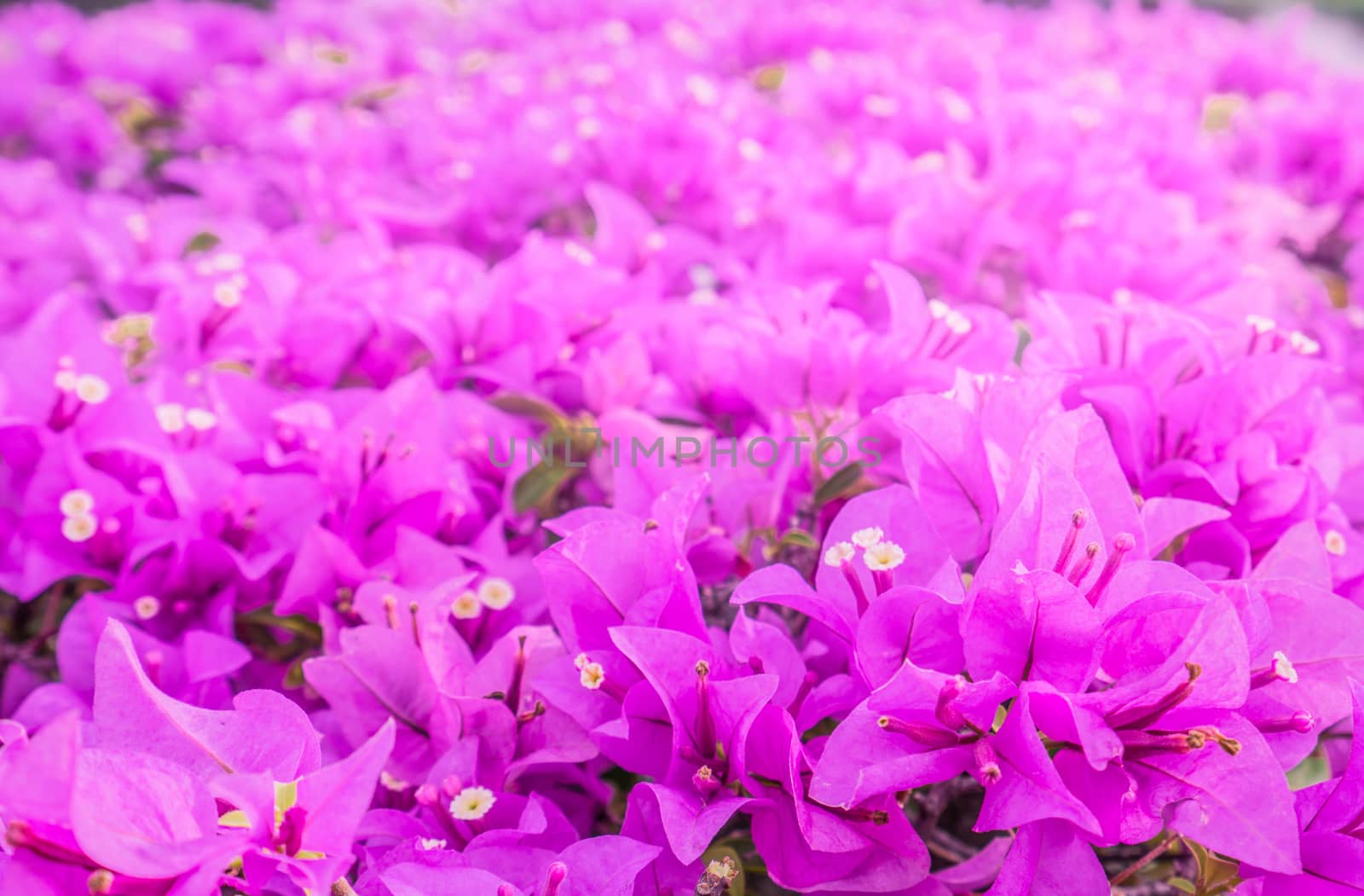 Beautiful pink paper flower, bougainvillea shiny flowers with artificial light. Love and romantic background. Valentine's day background.