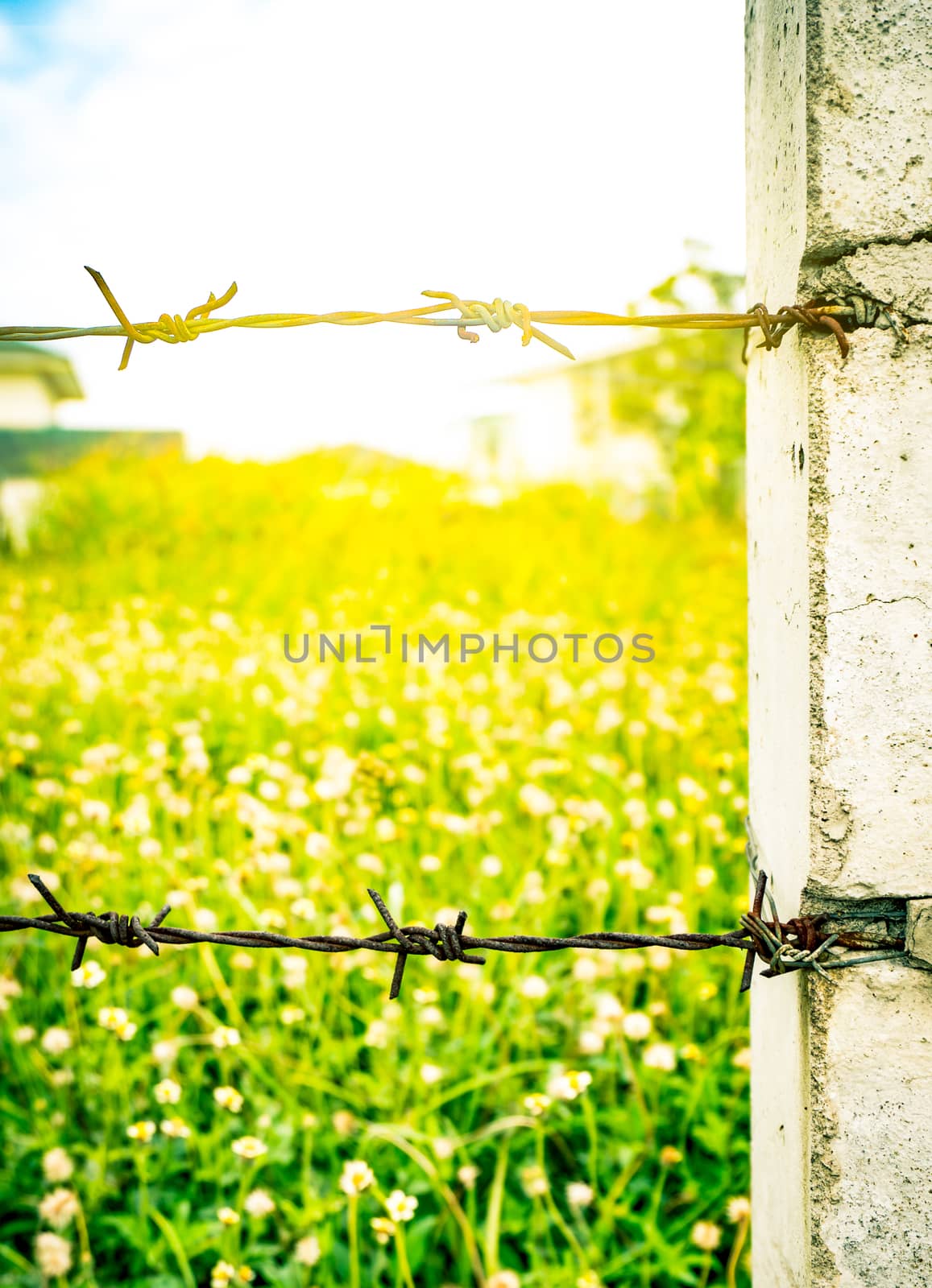 Rusty old fence barbed wire with concrete pole on blurred flower field as the background with flare light. Green grass field. by Fahroni