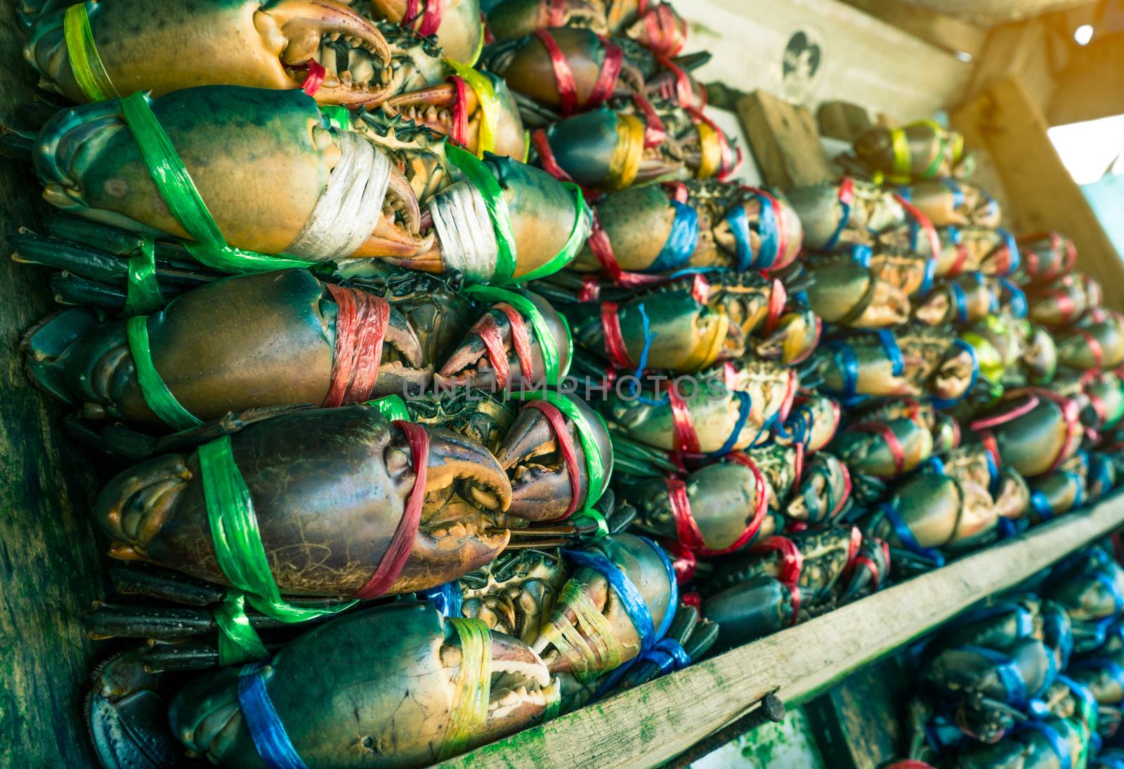 Scylla serrata. Fresh crabs are tied with colorful plastic ropes and arranged in a neat rows at the seafood market in Thailand. Raw materials for seafood restaurants concept with flare light