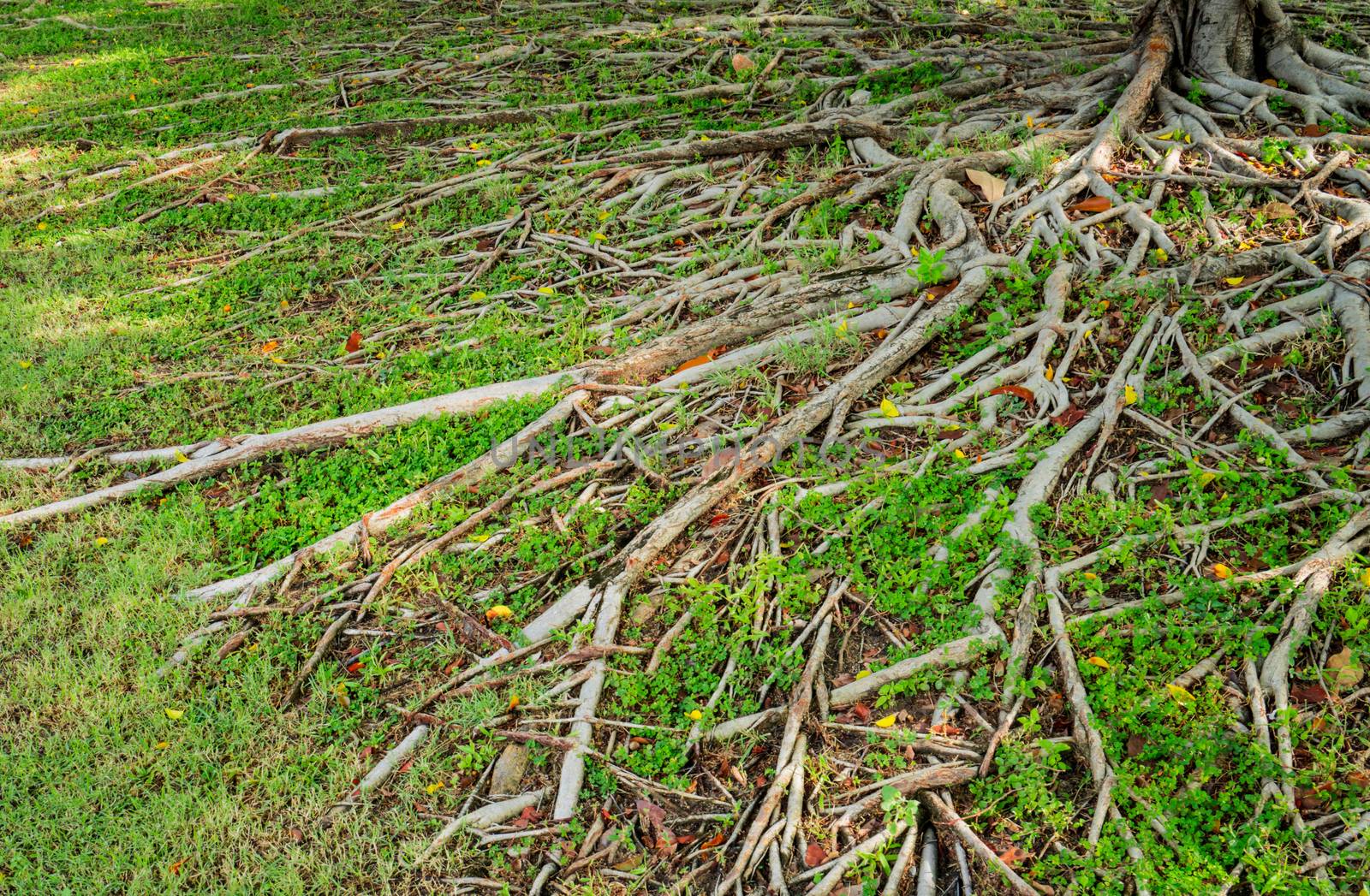 Prop root of banyan tree and green grass with natural sunlight