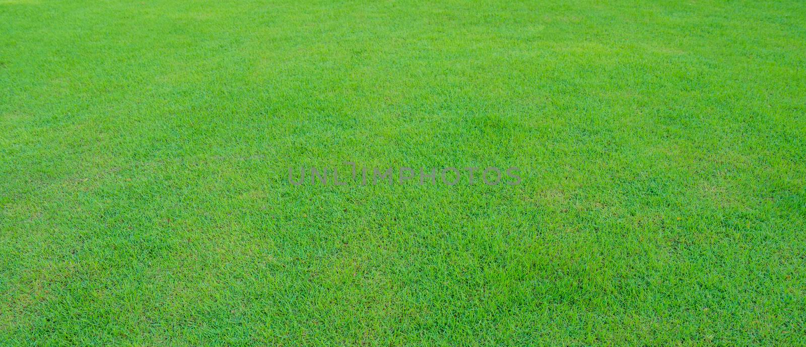 Green grass texture background by Fahroni